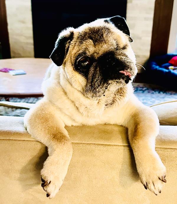 /images/uploads/pug nation rescue of los angeles/pugnation2024/entries/30818thumb.jpg